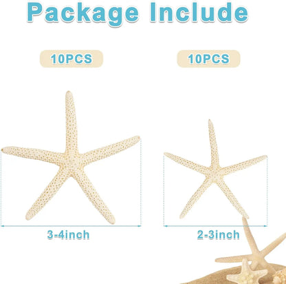20 PCS 2"-4" 4"-6" Bulk Natural Real Starfish for DIY Crafts Wedding Beach Christmas Tree Ornaments
